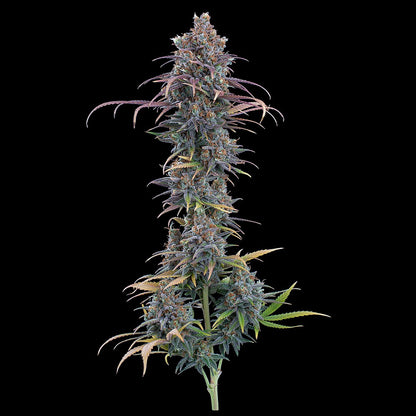 Cinderella Purple (Brothers Grimm Seeds) feminisiert