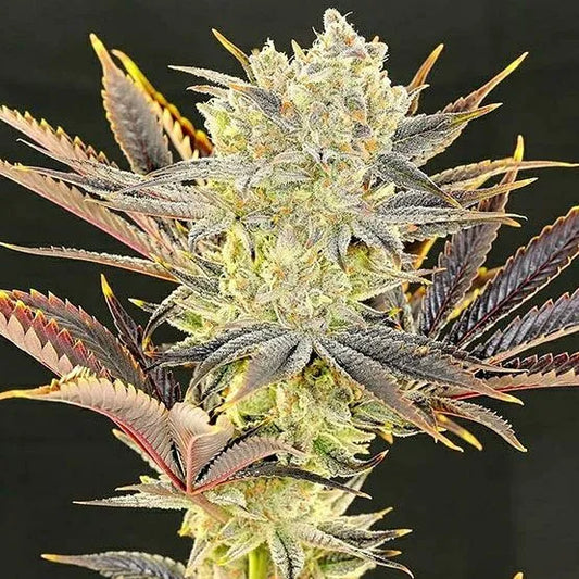 Citradelic Sunset (Ethos Genetics) feminisiert