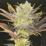 Citradelic Sunset (Ethos Genetics) feminized