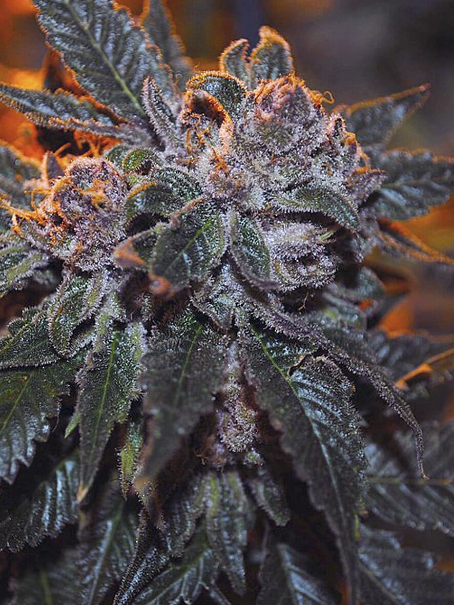 Corleone Kush (The Cali Connection) feminisiert