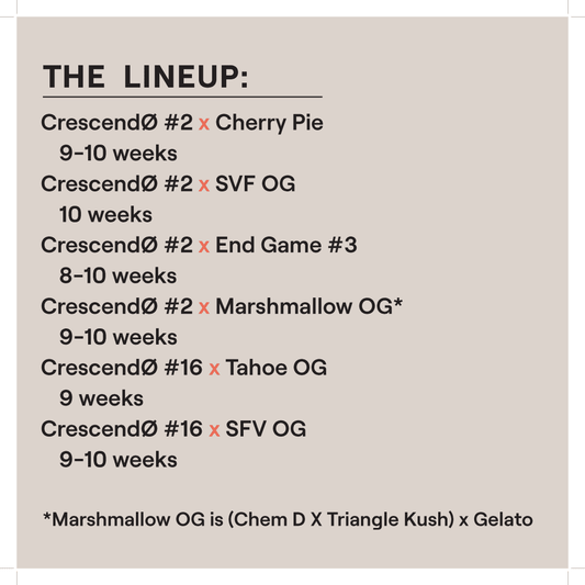 Crescendo Multipack (Ethos Genetics) feminisiert