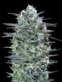 Critical Lemon (Advanced Seeds) feminisiert