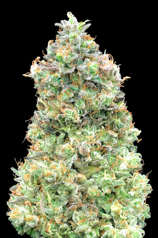 Critical Mass Fast (Advanced Seeds) feminisiert