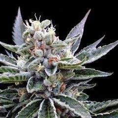 Florida Gold (DNA Genetics) feminisiert