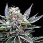 Florida Gold (DNA Genetics) feminisiert