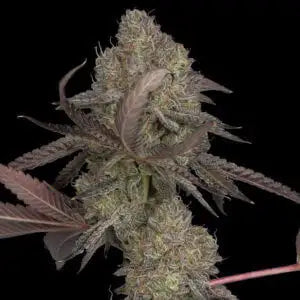 DNA Cake (DNA Genetics) feminisiert Cannabis Samen von DNA Genetics