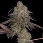 DNA Cake (DNA Genetics) feminisiert