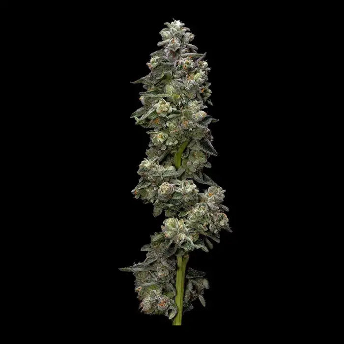 Bakers Delight Auto (DNA Genetics) Cannabis Samen von DNA Genetics