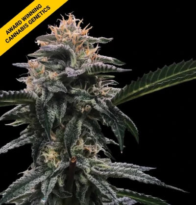 Banana Sorbet (DNA Genetics) feminisiert Cannabis Samen von DNA Genetics