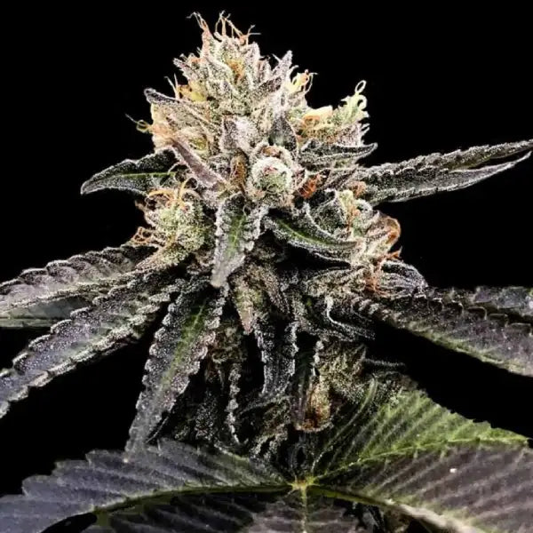 Cataract Cake (DNA Genetics) feminisiert Cannabis Samen von DNA Genetics