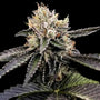 Cataract Cake (DNA Genetics) feminisiert