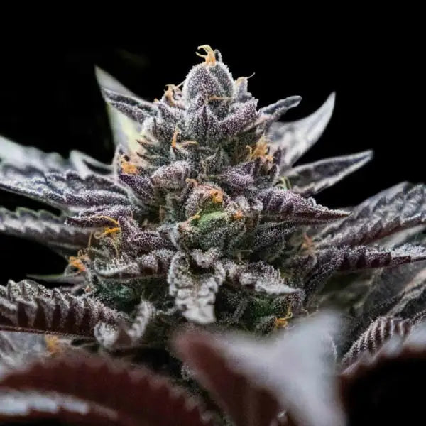 Double Stuffed Sorbet (DNA Genetics) feminisiert Cannabis Samen von DNA Genetics