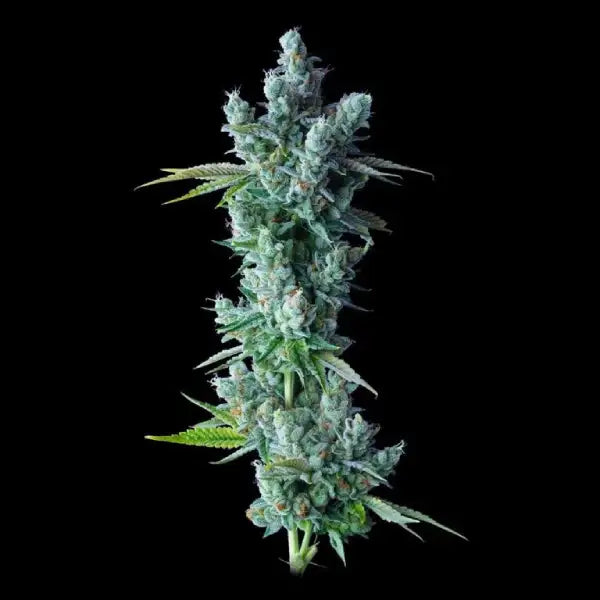 Kosher Dawg Feminisiert (DNA Genetics) feminisiert Cannabis Samen von DNA Genetics