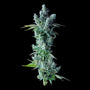 Kosher Dawg Feminisiert (DNA Genetics) feminisiert