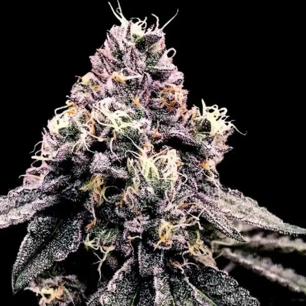 Kosher Pie (DNA Genetics) feminisiert Cannabis Samen von DNA Genetics