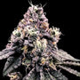 Kosher Pie (DNA Genetics) feminisiert