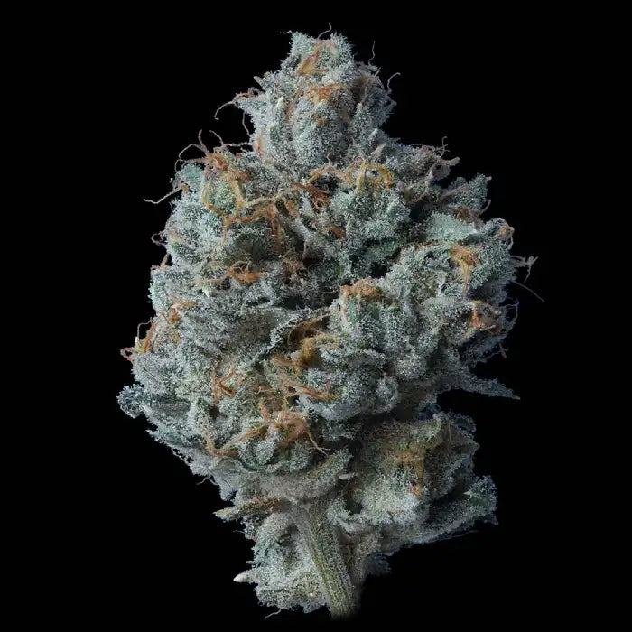 Zallah Bread (DNA Genetics) feminisiert Cannabis Samen von DNA Genetics