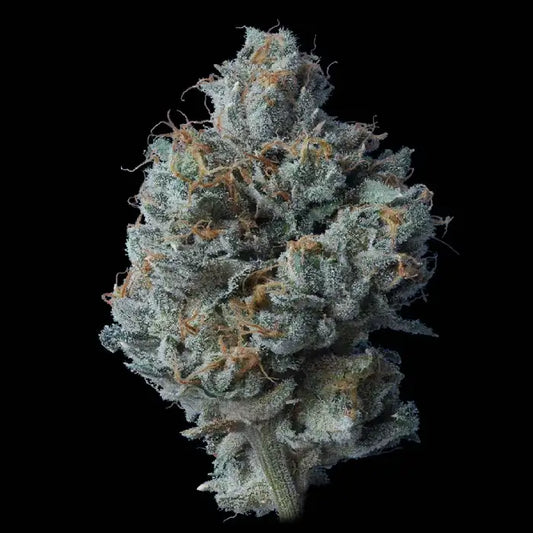 Zallah Bread (DNA Genetics) feminisiert Cannabis Samen von DNA Genetics