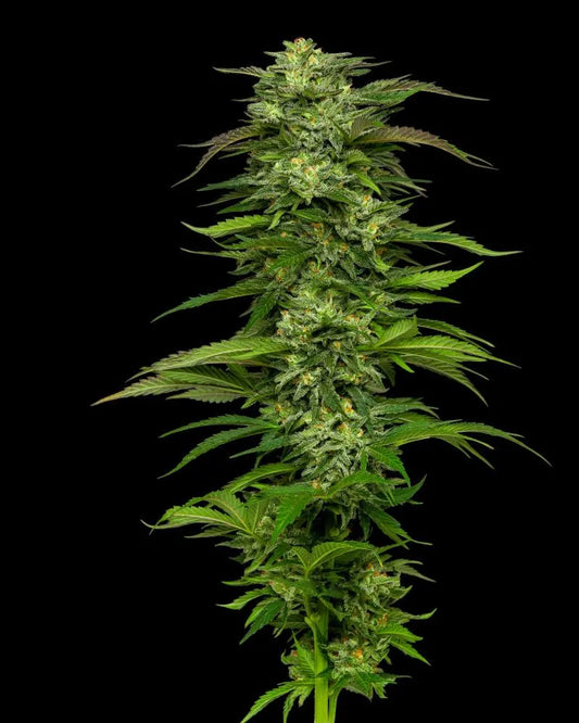 Dream Queen (Humboldt Seed Co.) feminisiert