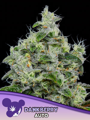 Dankberry Auto (Anesia Seeds) Cannabis Samen von Anesia Seeds