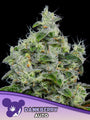 Dankberry Auto (Anesia Seeds)