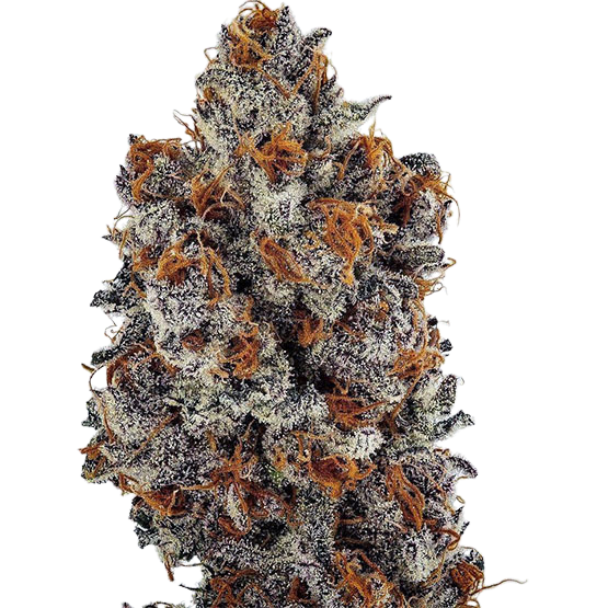 Banana Hammock RBX (Ethos Genetics) feminisiert