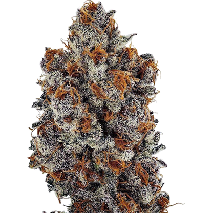 Banana Hammock RBX (Ethos Genetics) feminisiert