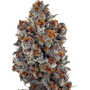 Banana Hammock RBX (Ethos Genetics) feminized