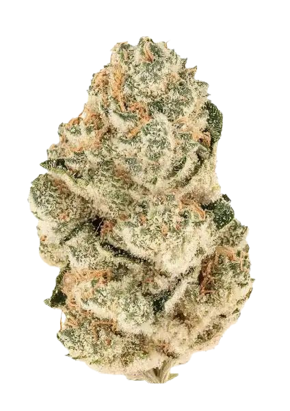 Gorilla Melon (FastBuds) feminisiert