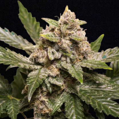 Strawberry Soda Auto (Dutch Passion)