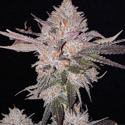 OG Kush Auto (Ethos Genetics)