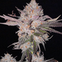OG Kush Auto (Ethos Genetics)
