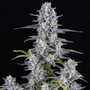 Super Boof Auto (FastBuds)