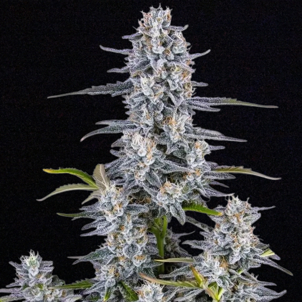 Super Boof Auto von FastBuds - Schnellste Autoflower