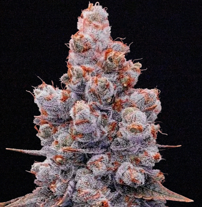 Banana Jealousy Auto RF3 (Ethos Genetics)