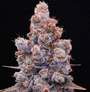 Banana Jealousy Auto RF3 (Ethos Genetics)