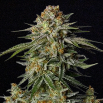 GG4 Sherbet FF (FastBuds) feminisiert