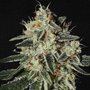 GH Cheese (Greenhouse Seed Co.) feminized