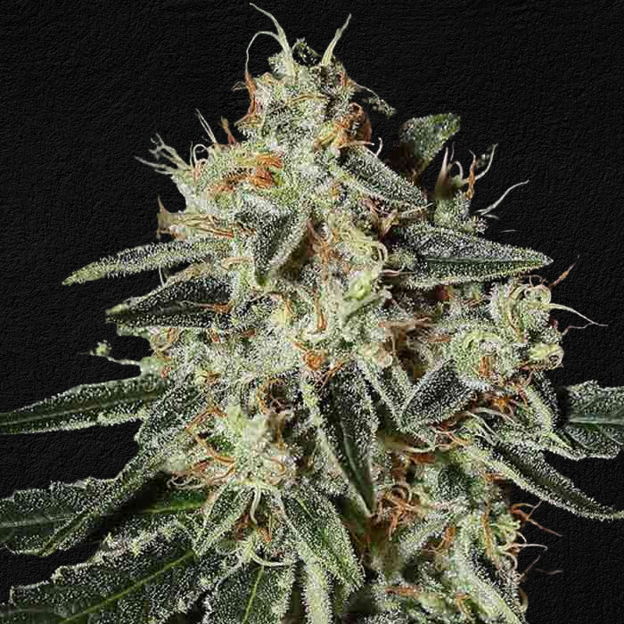 GH Cheese Cannabis Samen Packung