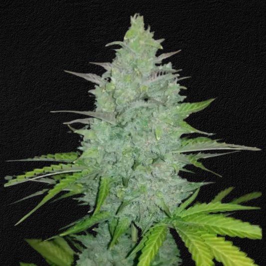 Original Cheese Auto (FastBuds)