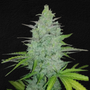 Original Cheese Auto (FastBuds)