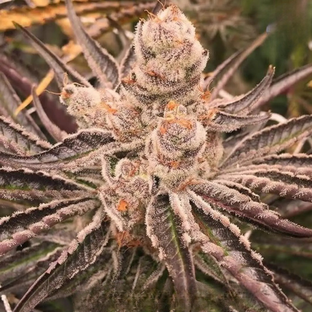 Platinum Purple Candy (In House Genetics) feminisiert