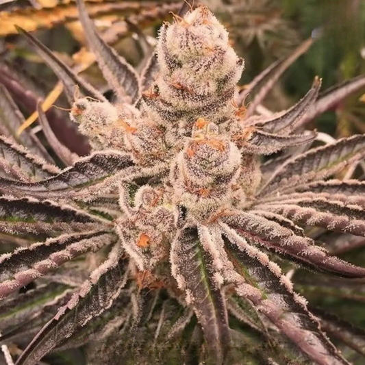 Platinum Purple Candy (In House Genetics) feminisiert