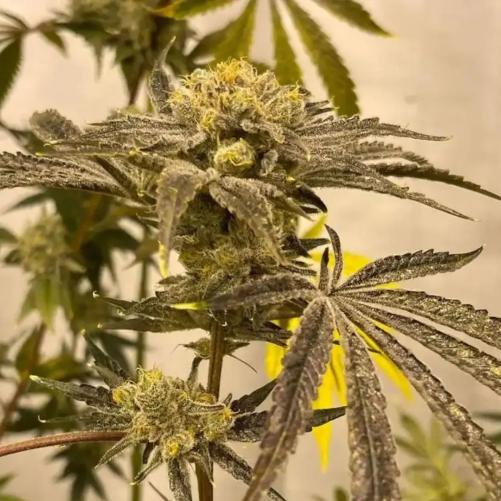 Platinumz (In House Genetics) feminisiert