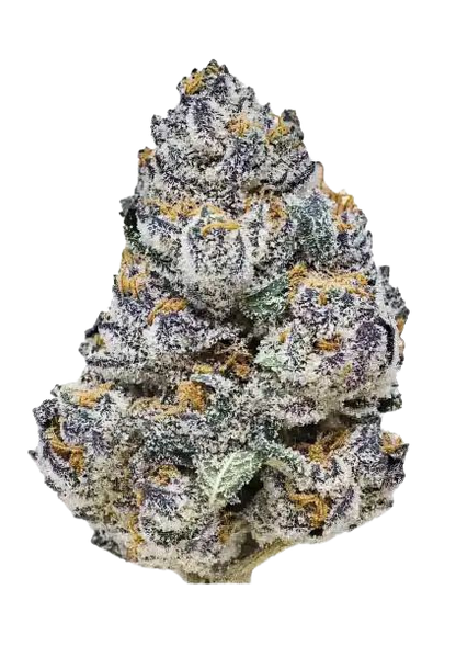 Rainbow Melon (FastBuds) feminisiert