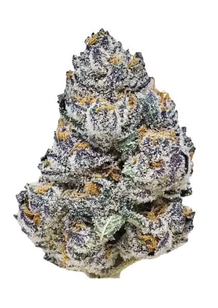 Rainbow Melon (FastBuds) feminisiert