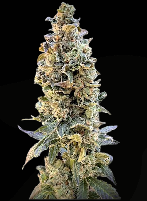 XTC OG (Elev8 Seeds) feminisiert