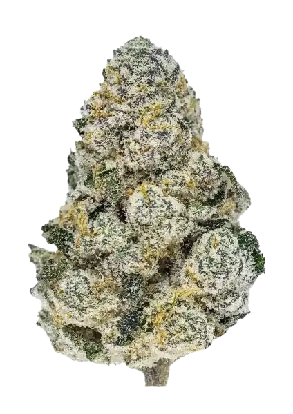 Lemonpaya (FastBuds) feminisiert