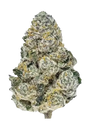 Lemonpaya (FastBuds) feminized