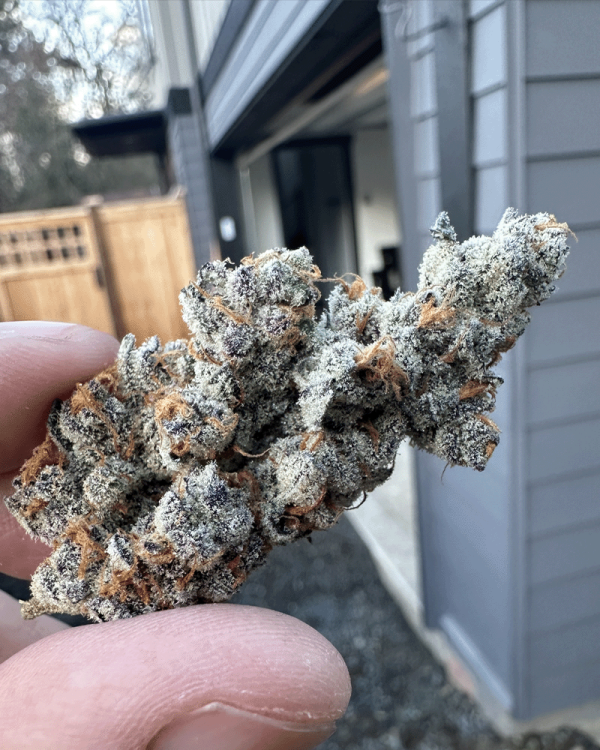 Diamond Daggers (Solfire Gardens) feminisiert